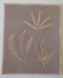 A simple lumen plrint made with planet cuttings. The image is fairly low contrast and mostly shows an outline of the plants.