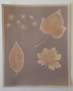A Lumen print exhibiting varying colour tones. The image is dark purple where the paper was fully exposed, pale pink where fully obscured from light, and a yellow/brown where moisture from the leaves affected the paper